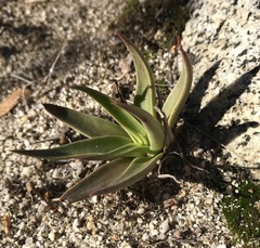 Dudleya saxosa aloides