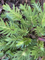 Thaumatophyllum xanadu