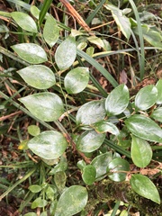 Smilax hayatae