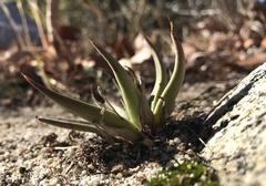 Dudleya saxosa aloides