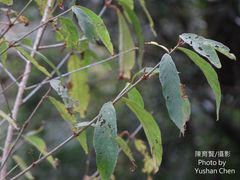 Callicarpa longissima
