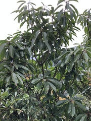 Daphniphyllum himalaense