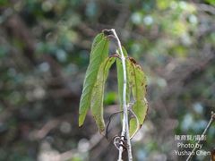 Callicarpa longissima