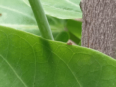 Scymnobius galapagoensis