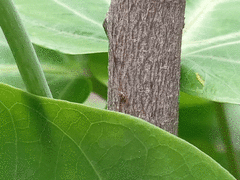 Scymnobius galapagoensis