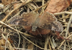 Erynnis