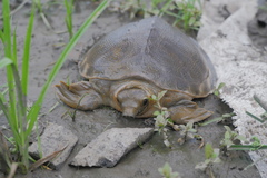 Carettochelys insculpta