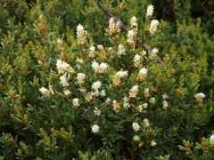Orites lancifolius