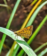 Ampittia dioscorides camertes