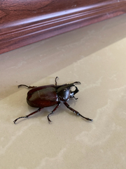 Xylotrupes mniszechi