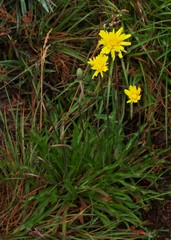 Microseris lanceolata
