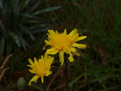 Microseris lanceolata
