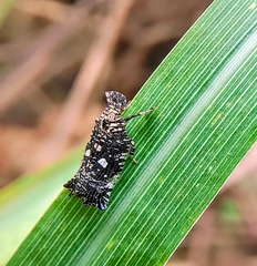 Elasmoscelis perforata