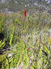 Kniphofia tabularis