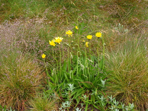 Image of Microseris lanceolata by (c) ianrainbow, some rights reserved (CC BY)
