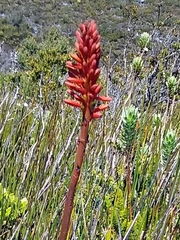Kniphofia tabularis