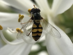 Simosyrphus