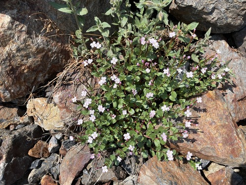 Epilobium anagallidifolium iNat (2)