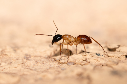 Black-headed Sugar Ant photo 2