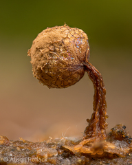 Cribraria ferruginea