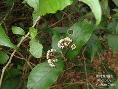 Callicarpa remotiserrulata