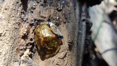 Cassida quadriramosa