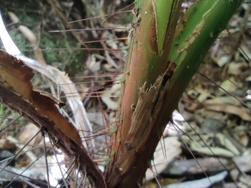 Acanthophoenix rubra, photograph 6