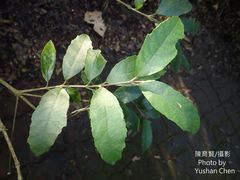 Callicarpa remotiserrulata