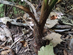 Acanthophoenix rubra