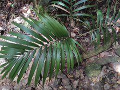 Acanthophoenix rubra