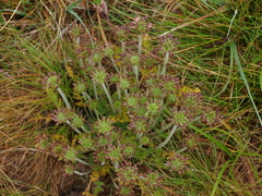 Chaerophyllum eriopodum