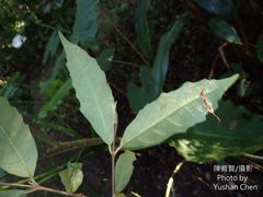 Callicarpa remotiserrulata