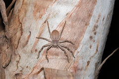 Isopedella saundersi