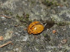 Harmonia sedecimnotata