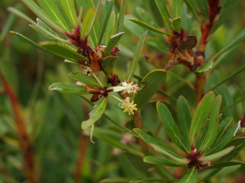 Tasmannia xerophila (Tasmannia xerophila)