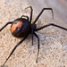 Redback Spider - Photo (c) Stephen McGrath, some rights reserved (CC BY-NC-ND)