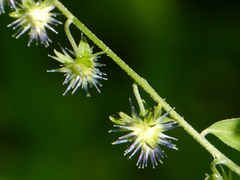 Hackelia uncinata