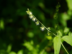 Hackelia uncinata