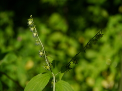 Hackelia uncinata