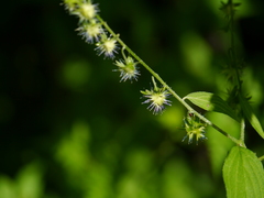 Hackelia uncinata