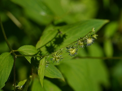 Hackelia uncinata