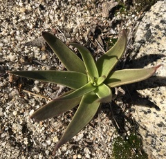 Dudleya saxosa aloides