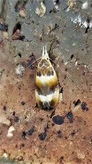 Piloprepes anassa
