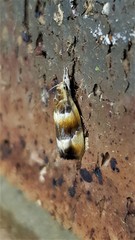 Piloprepes anassa