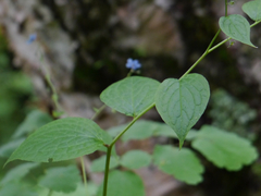 Hackelia uncinata
