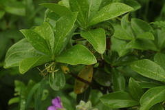 Daphne pontica