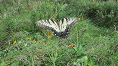 Papilio glaucus