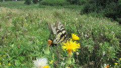 Papilio glaucus