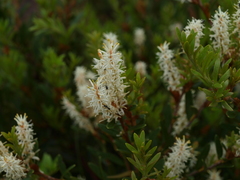 Orites lancifolius