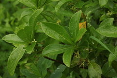 Daphne pontica